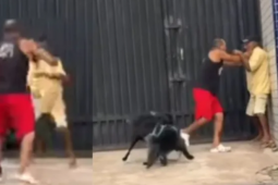 Briga entre tutores e animais volta a viralizar nas redes sociais após cão cheirar traseiro de outro