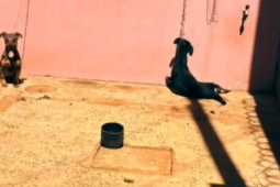 Cão é encontrado morto enforcado em Jataí; tutor é preso em flagrante