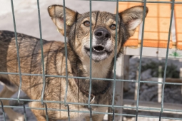Descuido faz cão de tutor ferir pedestre no Setor dos Funcionários, em Rio Verde