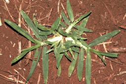 Embrapa lança curso gratuito sobre manejo do capim-pé-de-galinha durante a Tecnoshow 2026