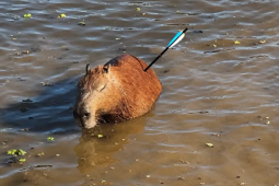 Capivara é resgatada pela GCM após ser atingida por flecha, mas morre