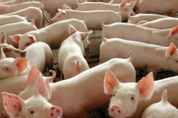 Carne suína deverá entrar no cardápio da merenda escolar em Goiás