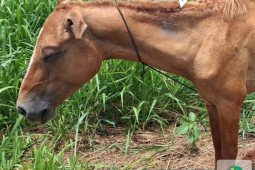 Cavalo com ferimentos e exposto ao sol é resgatado pela PM em Montividiu