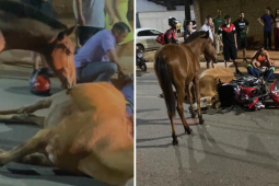 Cena comovente: cavalo tenta reanimar égua morta após atropelamento em Goiânia