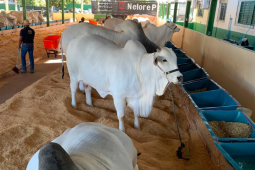 Chegada do gado Nelore marca início da programação técnica da Expo Rio Verde 2026
