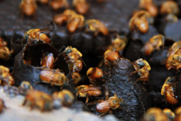 Criadores de abelhas devem cadastrar apiários no sistema da Agrodefesa