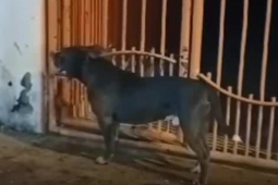 Dono de American Bully é preso após animal atacar mulher na Vila Amália II, em Rio Verde