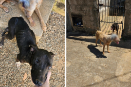 Polícia Civil prende homem por maus-tratos a cães em Goiânia