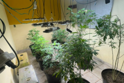 Estufa de maconha e centenas de comprimidos de LSD são apreendidos pela Polícia Civil em Goiás