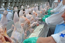 Fim da escala 6×1 pode reduzir oferta de carnes e elevar preços ao consumidor, diz ABPA
