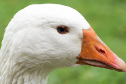 Foie gras: projeto de lei que proíbe alimentação forçada de animais é aprovada no Brasil