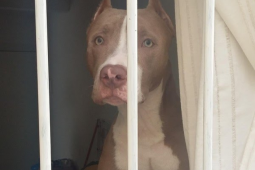 Governo de SC impõe regras rígidas para circulação de pitbulls e raças derivadas