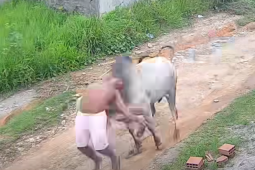 Homem é atingido por boi solto e arremessado em rua de Pernambuco; confira o vídeo
