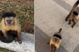 Em Catalão, homem é mordido por macaco-prego durante caminhada em represa