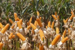 Expedição Safra Goiás inicia nova etapa para avaliar milho, sorgo e girassol em 19 municípios