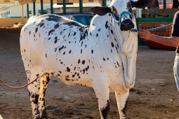 Muito além da beleza: Gado de elite une genética, manejo e alto valor na Expo Rio Verde
