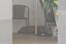 Onça-parda é encontrada em garagem de casa e idoso quase não percebe em SP; confira