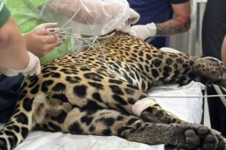 Onça-pintada é resgatada sem forças em rio após levar tiro na cabeça em Manaus