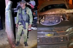 Pirarucu de mais de 100 kg é apreendido durante fiscalização ambiental em Bonópolis