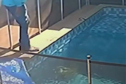 Piscineiro resgata cachorro cego que se afogava há 40 minutos em Goiânia