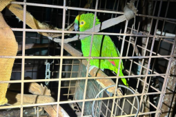 PM encontra papagaio em situação de maus tratos e prende mulher em residência por tráfico no Nilson Veloso