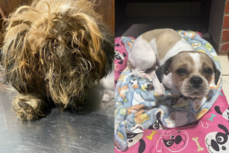 Cachorro abandonado em condições insalubres ganha novo lar e família, em Rio Verde