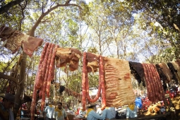 Queima do Alho movimenta Rio Verde neste sábado com tradição tropeira, gastronomia e música sertaneja