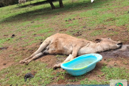Rebanho bovino em estado de debilidade é flagrado pela PM em propriedade rural em Montividiu