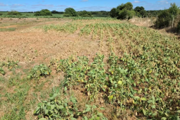 Rio Grande do Sul quer fundo de R$ 15 bi para ajudar produtores atingidos por perdas climáticas