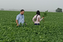 Secretaria confirma primeiros focos de ferrugem asiática em lavouras de soja de Rio Verde e Montividiu