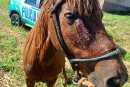 PM resgata cavalo vítima de maus-tratos em lote baldio no Bairro Popular