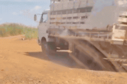 Batalhão Rural recupera gado furtado após ação na zona rural de Rio Verde