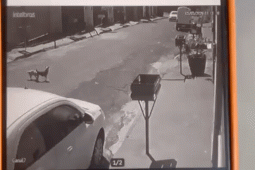 Motorista foge após atropelar cachorro e acaba localizado pela GCM em Rio Verde