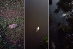 Peixes aparecem mortos no lago Intergalos, mas secretarias afirmam que não há motivo de preocupação