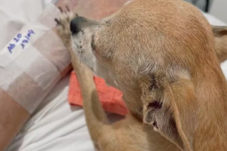 Idoso morre horas depois de receber visita da cachorrinha em hospital do RS