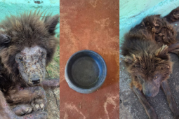 PC resgata cães em estado grave de abandono e prende tutora por maus-tratos em Goiânia
