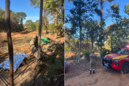 Trabalhador morre após ser esmagado por árvore durante poda em Bela Vista de Goiás