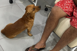 Cão acompanha tutor dentro de ambulância do Samu e emociona equipe em Rio Verde