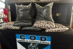 COD apreende 35 mil cápsulas de medicamentos sem identificação em Rio Verde