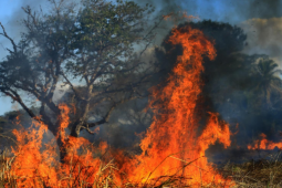Goiás reduz em mais de 50% área queimada e lança plataforma com IA para monitorar incêndios