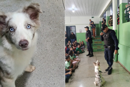 GOC realiza apresentação com cão policial para alunos da Escola Alfredo Nasser