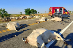 Carro atinge cinco bois em Goiás, deixa motorista ferido e todos os animais mortos