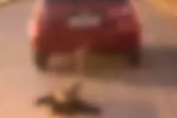 Motorista é filmado arrastando cachorro amarrado no carro em Goianira
