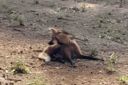 Bombeiros resgatam lobo-guará ferido em propriedade rural de Jataí