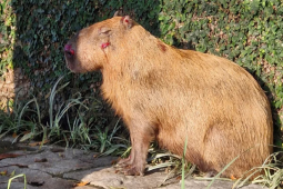 Justiça mantém presos suspeitos de espancar capivara no Rio de Janeiro