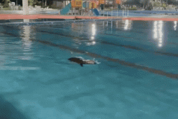 Capivara é flagrada nadando em piscina de clube em Rio Verde