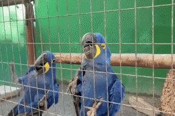 Após nascimento inédito, Zoológico de Goiânia busca ampliar reprodução de araras-azuis