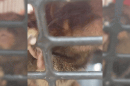 Saguis são resgatados pela Polícia Civil após denúncia de maus-tratos em Goiânia