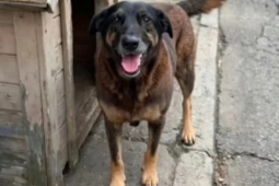 Polícia Civil conclui investigação sobre morte do cão Orelha e pede internação de adolescente em SC