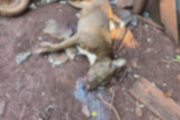 PM prende homem suspeito de matar dois cães a tiros em Porteirão 